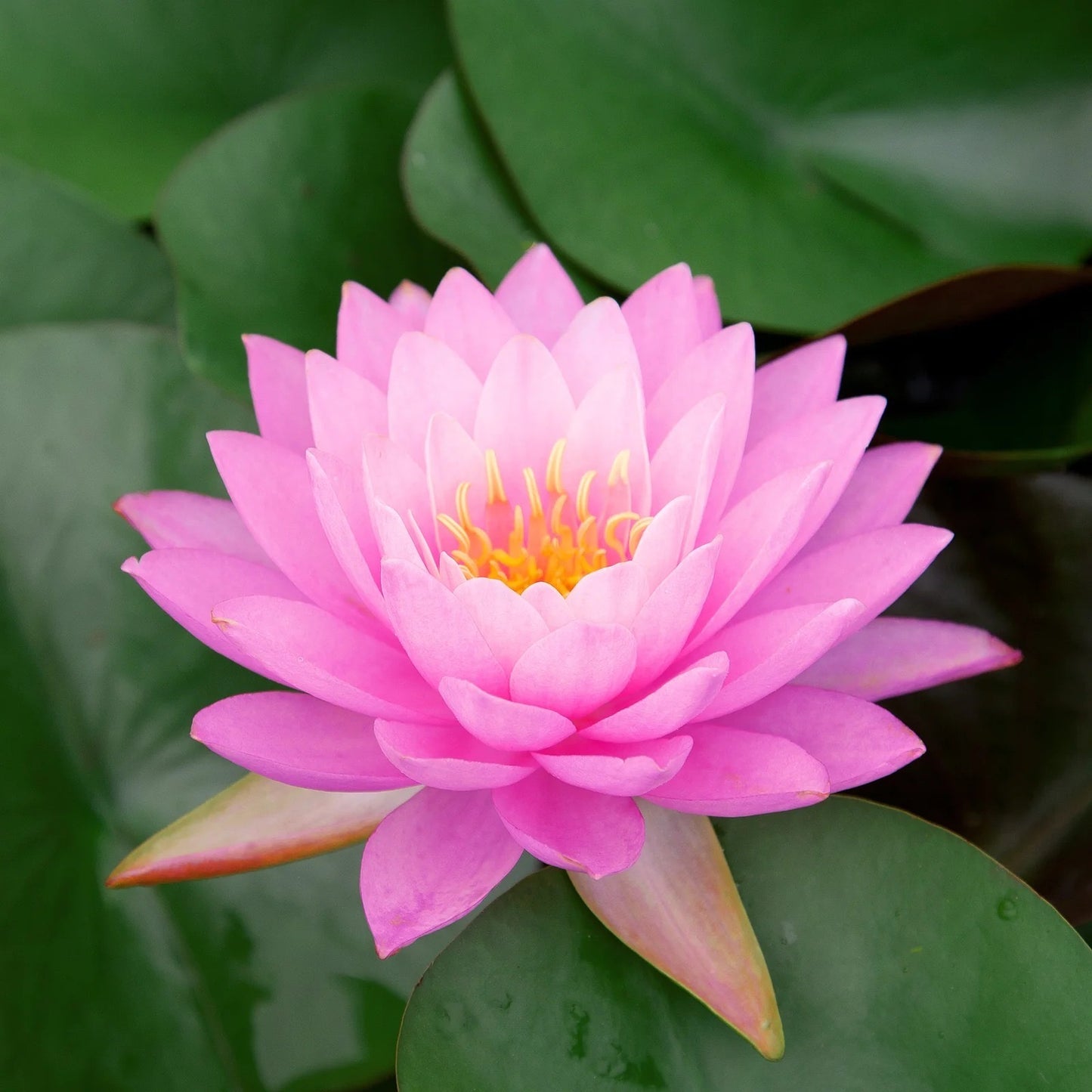 Pachamama Lotus, Pink Water Lily