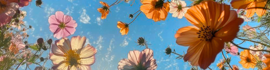 The Ritual of Flowers: How Blooms Carry Healing Energy