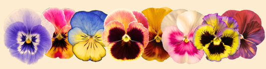Sacred Color: Using Flower Frequencies for Emotional Balance