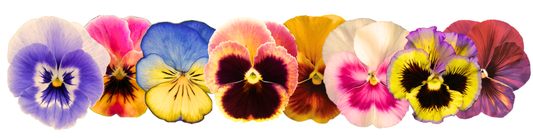 Sacred Color: Using Flower Frequencies for Emotional Balance