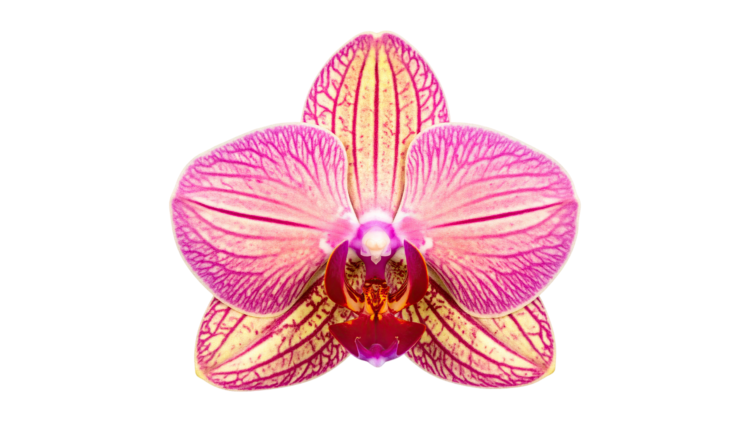 Chakra Collection