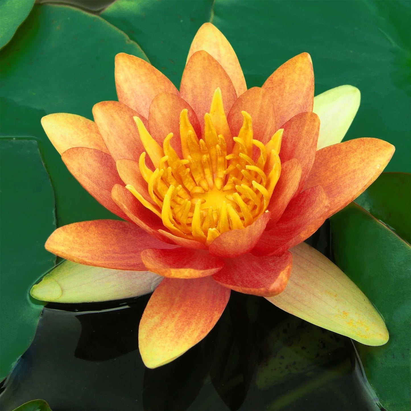 Pachamama Lotus, Orange Water Lily