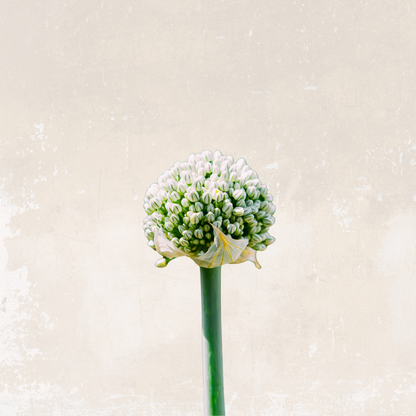 Pachamama’s Healing