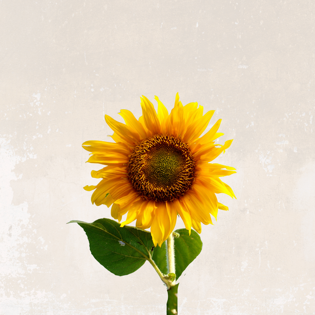 Pachamama’s Abundance