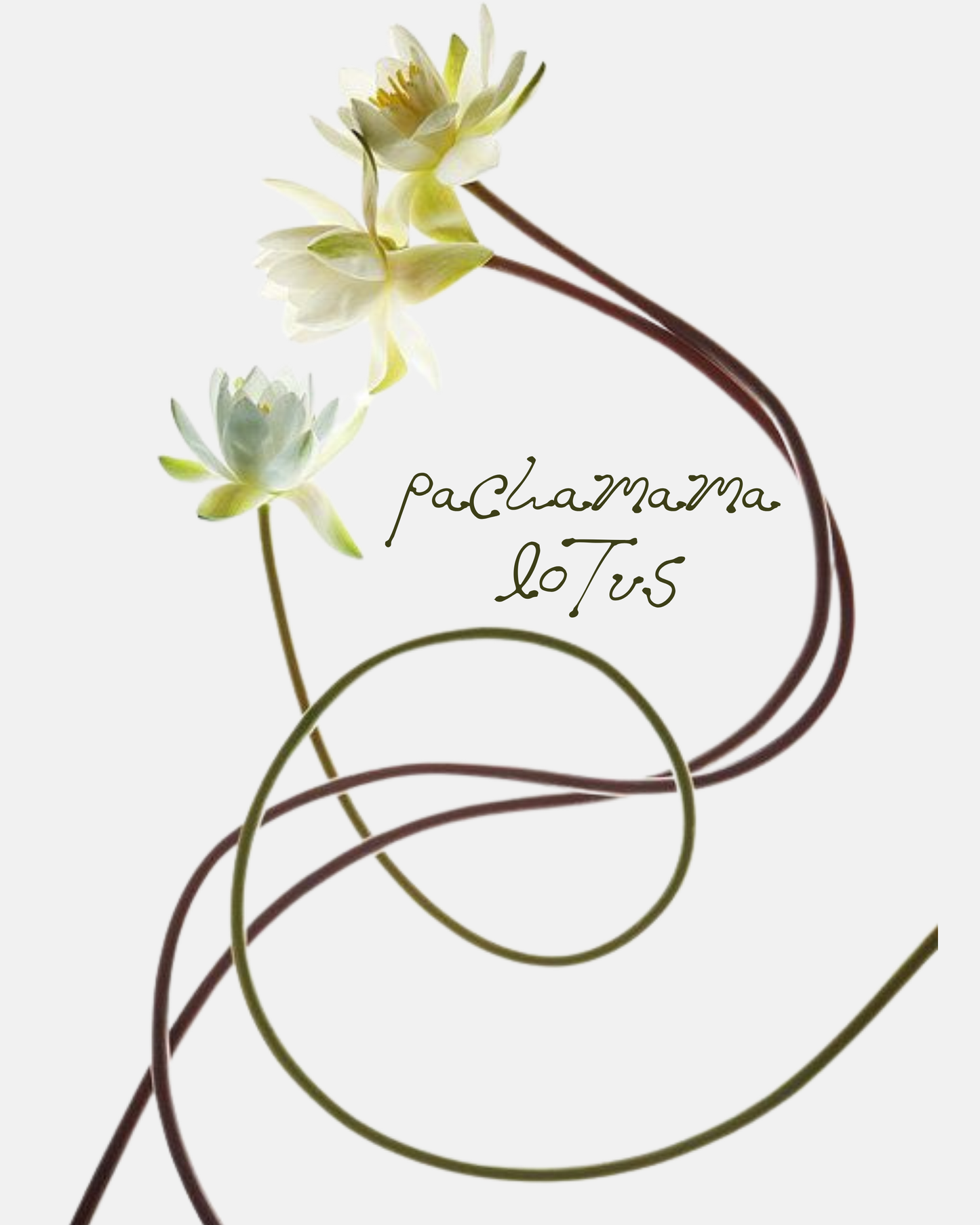 Pachamama Lotus