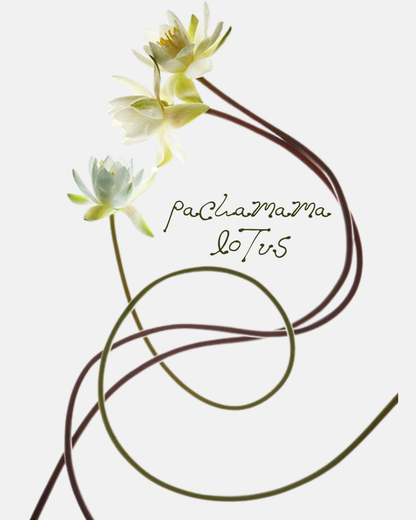 Pachamama Lotus