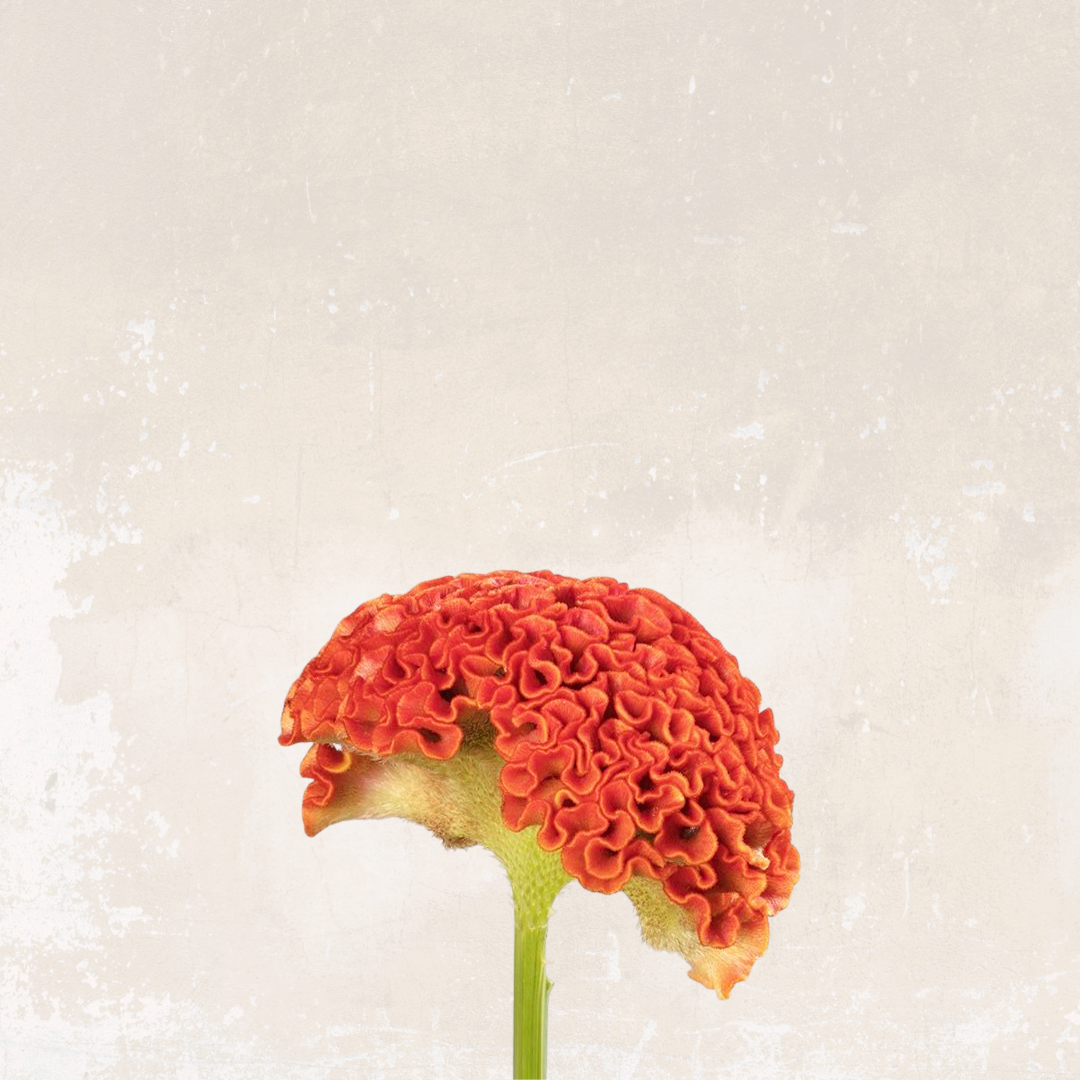 Pachamama’s Joy