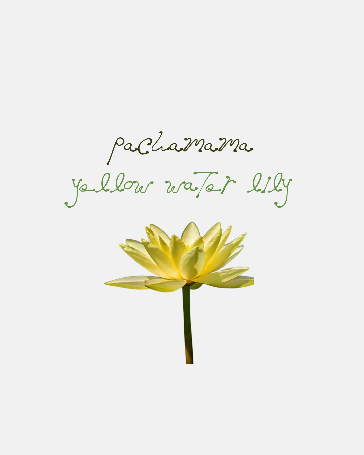Pachamama Lotus, Yellow Water Lily