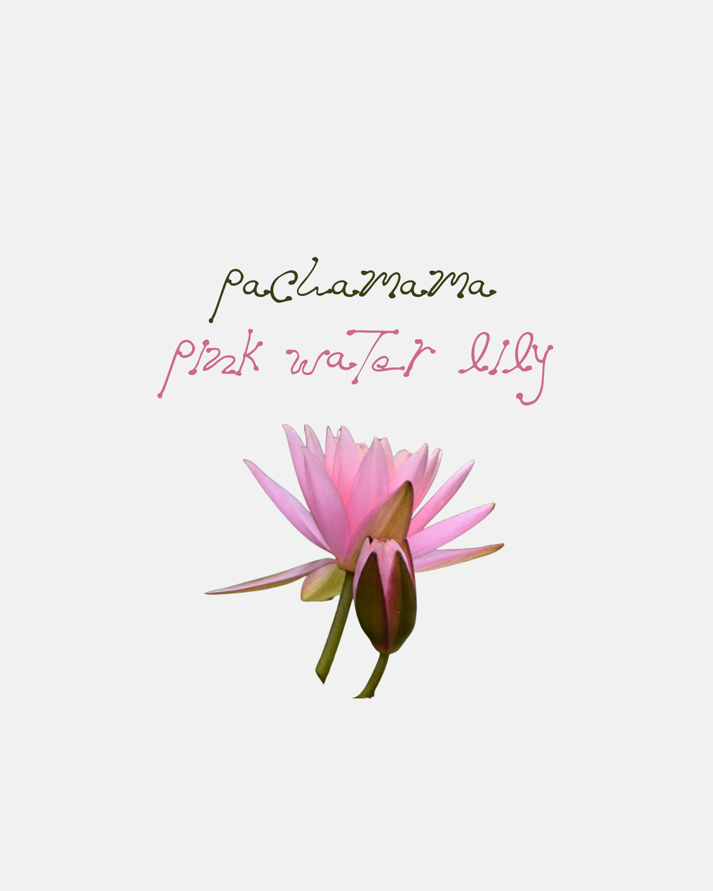 Pachamama Lotus, Pink Water Lily