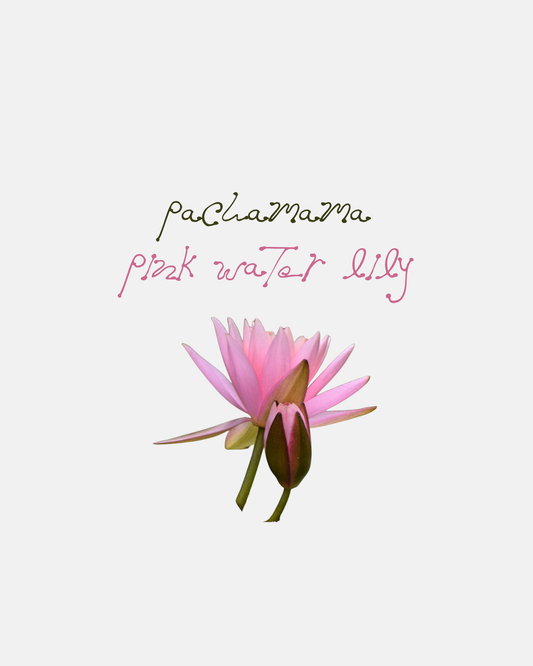 Pachamama Lotus, Pink Water Lily
