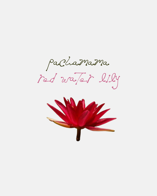 Pachamama Lotus, Red Water Lily