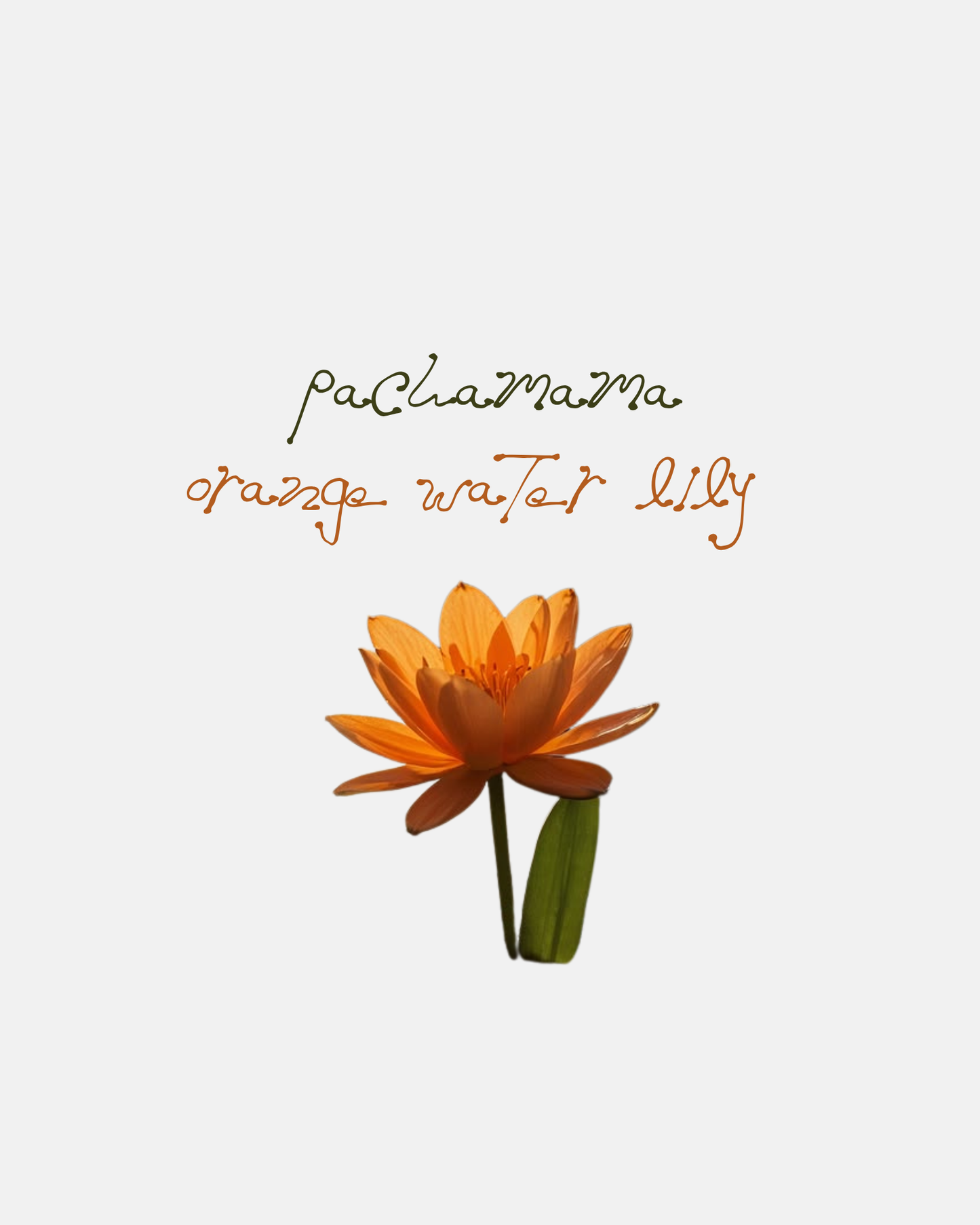 Pachamama Lotus, Orange Water Lily