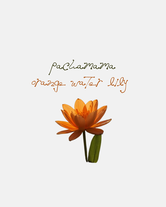 Pachamama Lotus, Orange Water Lily