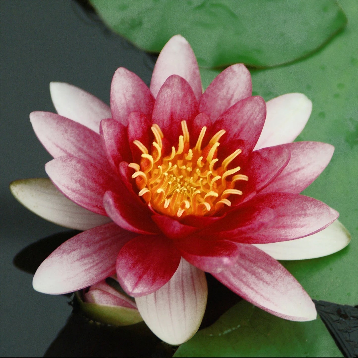 Pachamama Lotus, Red Water Lily
