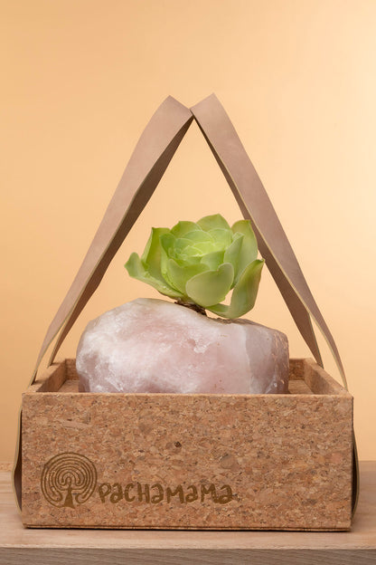 Succulent on Raw Rose Quartz