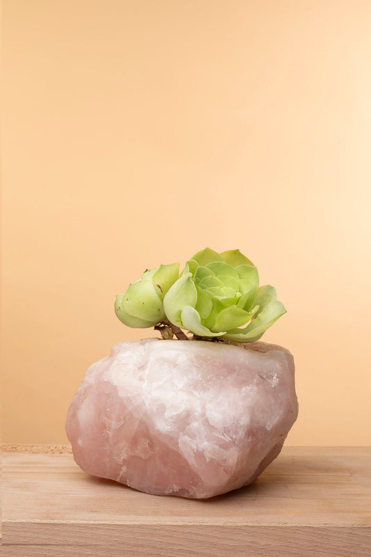 Succulent on Raw Rose Quartz