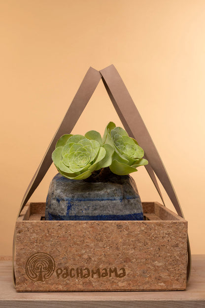 Succulent on Raw Lapis Lazuli