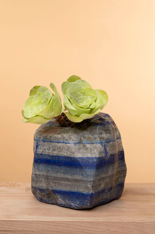 Succulent on Raw Lapis Lazuli