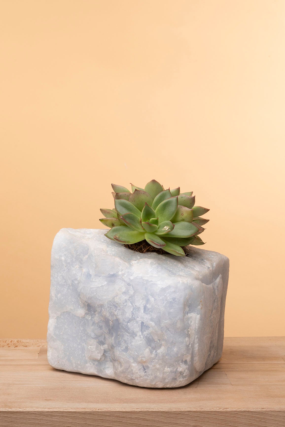 Succulent on Raw Blue Calcite