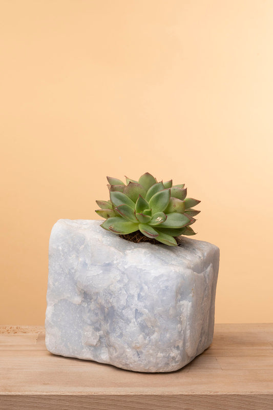 Succulent on Raw Blue Calcite