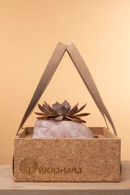 Succulent on Raw Rose Quartz