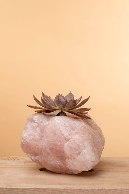 Succulent on Raw Rose Quartz