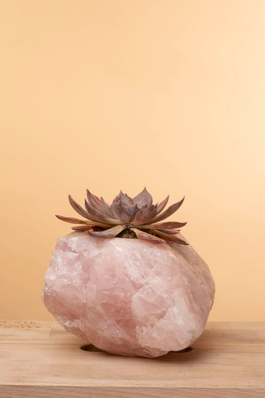 Succulent on Raw Rose Quartz