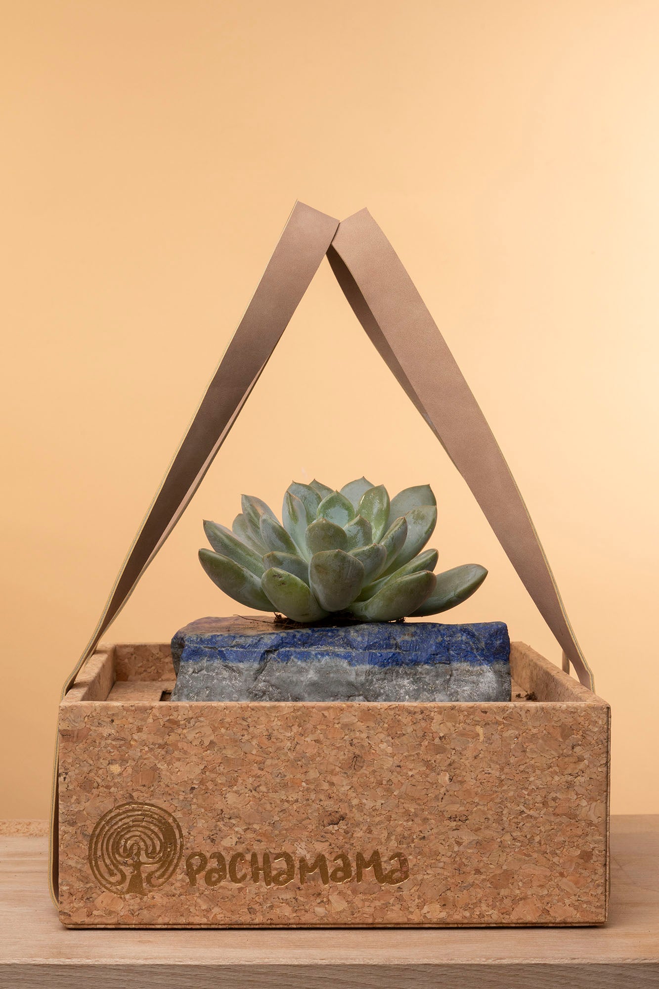 Succulent on Raw Lapis Lazuli