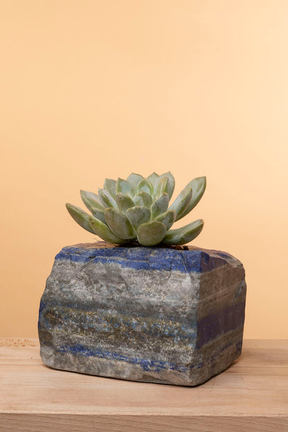 Succulent on Raw Lapis Lazuli