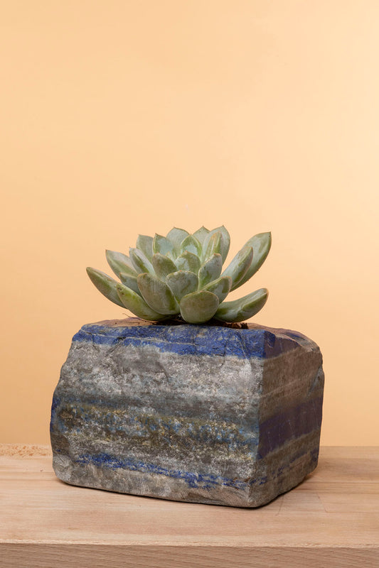 Succulent on Raw Lapis Lazuli