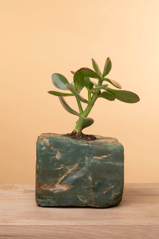 Succulent on Raw Jade