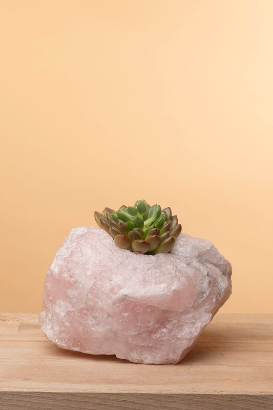 Succulent on Raw Rose Quartz