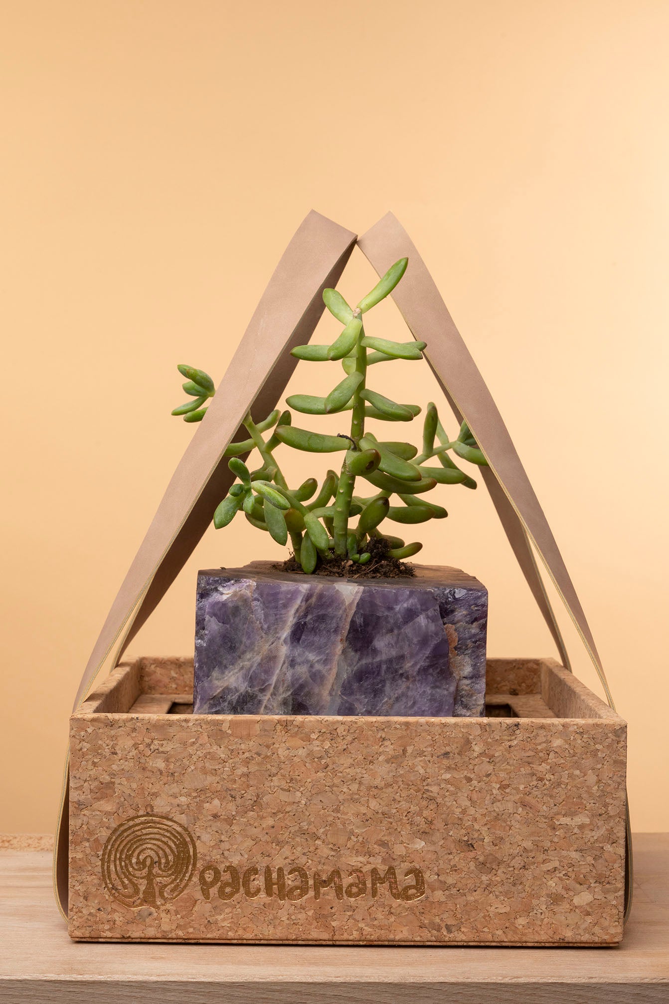 Succulent on Amethyst