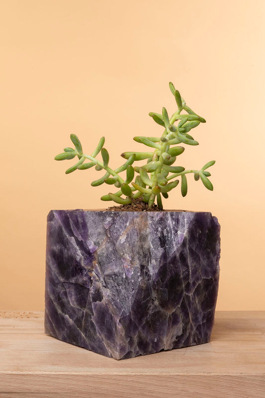 Succulent on Amethyst
