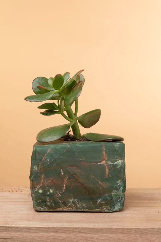 Succulent on Raw Jade