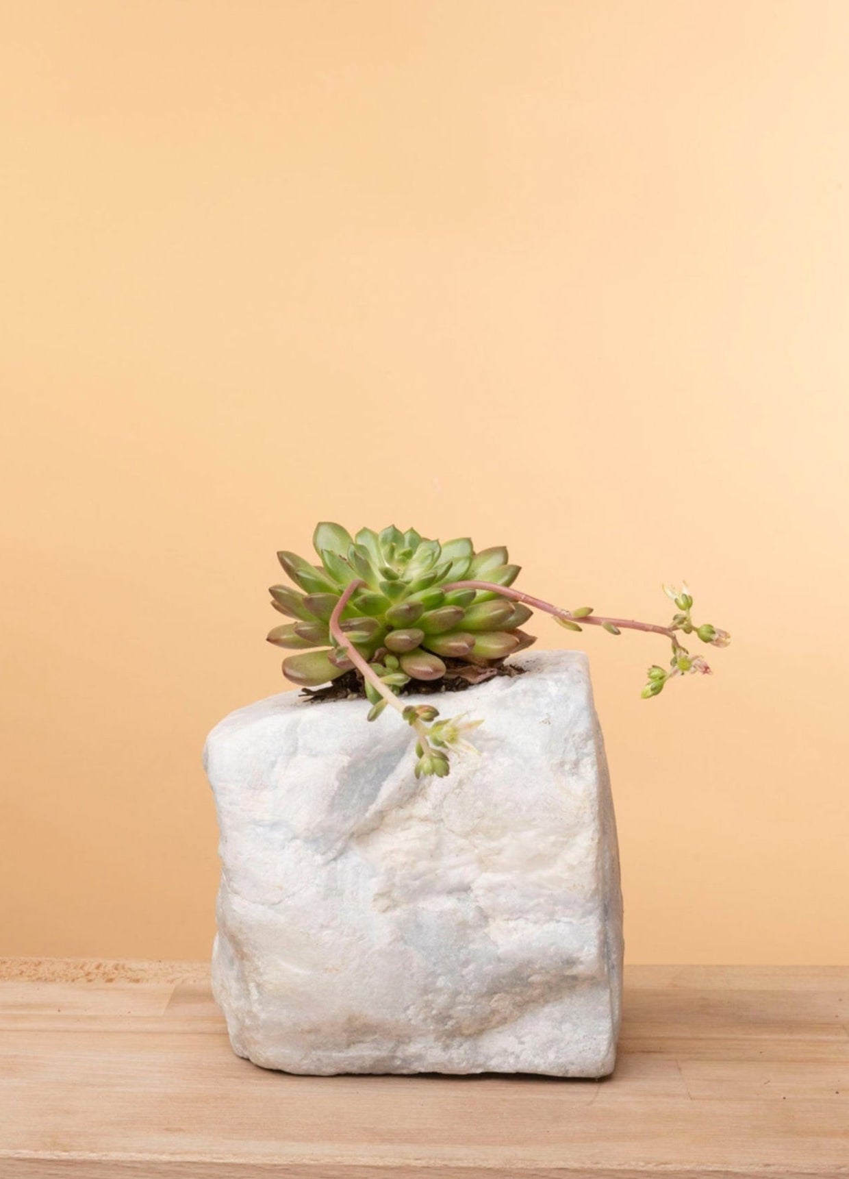 Succulent on Raw Blue Calcite
