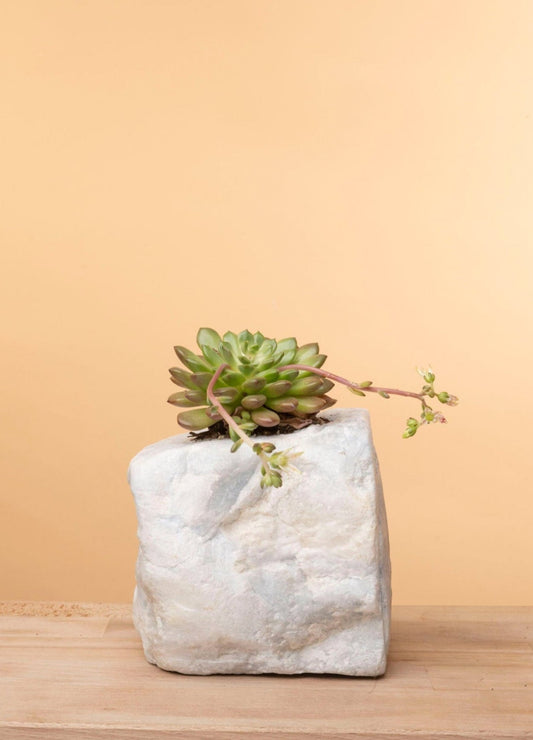 Succulent on Raw Blue Calcite