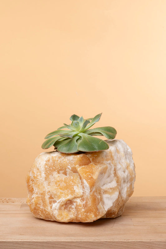 Succulent on Raw Orange Calcite