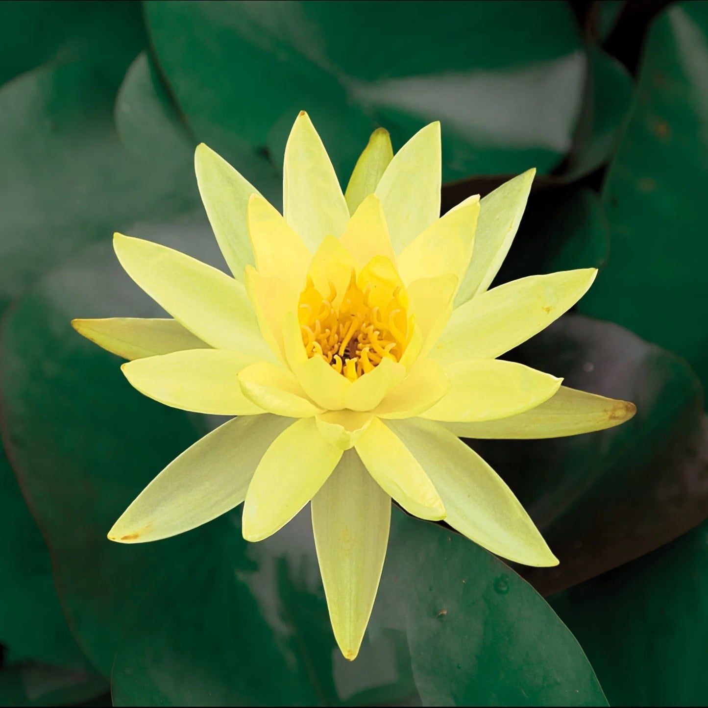 Pachamama Lotus, Yellow Water Lily