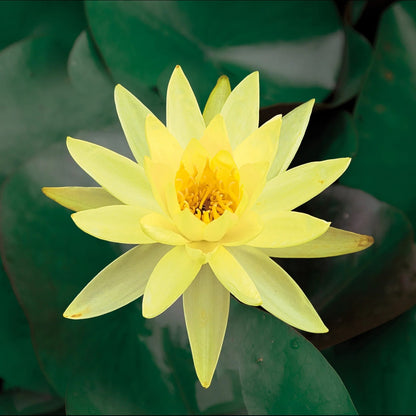 Pachamama Lotus, Yellow Water Lily